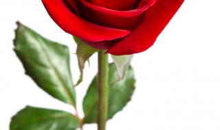 红玫瑰花为什么不可乱送 红色玫瑰花图片